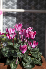 Potted plants of cyclamen with flowers in pink colors.