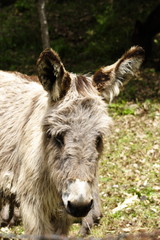 Fototapeta premium Esel