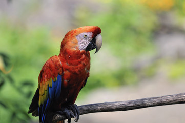 アカコンゴウインコ