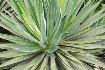 Fototapeta premium ornamental shrub