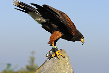 Harris Hawk