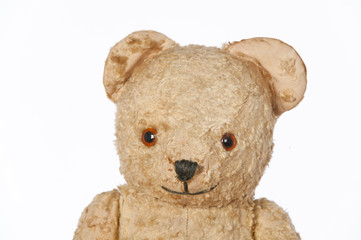 Teddybär Portrait