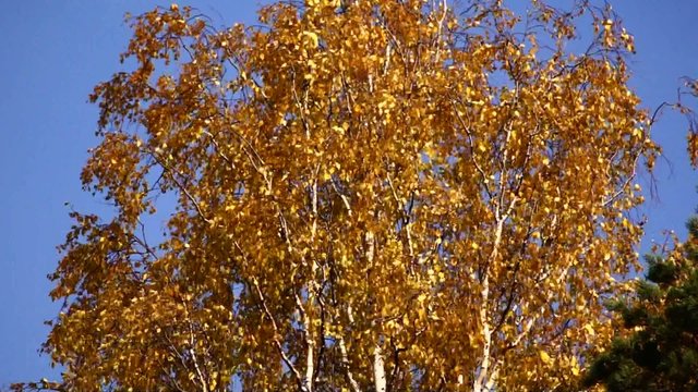Birch in autumn colors