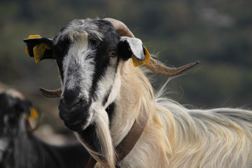 Neugieriger kretischer Bergziegen-Bock