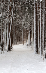 Snow-clad lane in winter wood