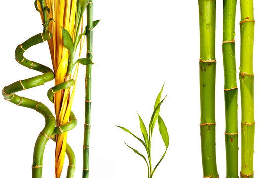 Set of bamboo sticks