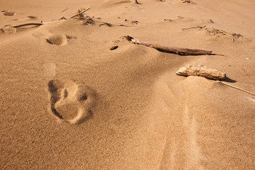 Footsteps on the Beach