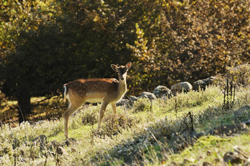 fallow deer