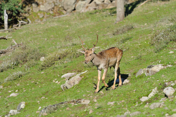 fallow deer