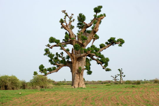 Senegal Savanne