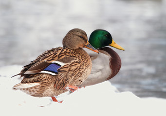 Two ducks in the snow