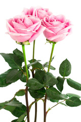 beautiful roses