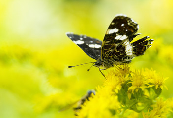 Rusałka kratkowiec Araschnia levana © Gucio_55