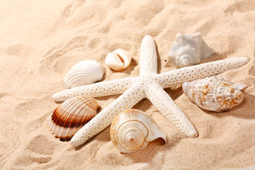 shells on the beach