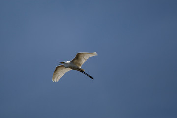 Egret