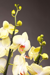 Naklejka na ściany i meble ¯ółta orchidea