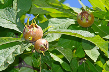 Medlar - a rare fruit with excellent taste