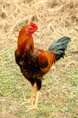 native domestic thai cock