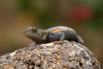 Naklejka premium La Somone Lizard