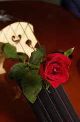 close up of cello and red rose