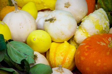 Kürbisse, Herbst