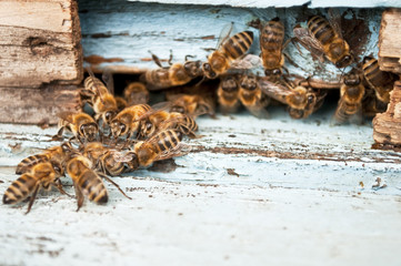 Honey bees