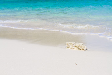 Fototapeta na wymiar Dead coral on the sand