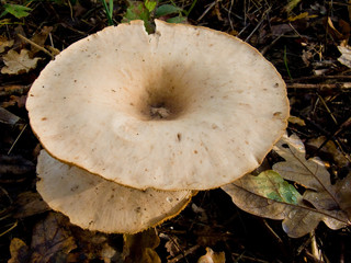 Fungi Brown Roll-Rim