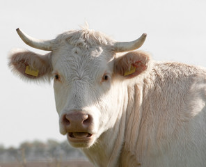 Dutch white bull