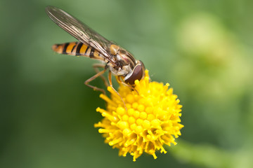 Hoverfly on a yellow flower