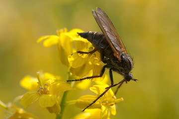 Closeup of a fly on a yellow flower