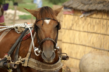 Obraz premium Senegal Horse