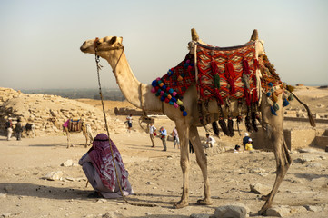 Camel on desert - obrazy, fototapety, plakaty
