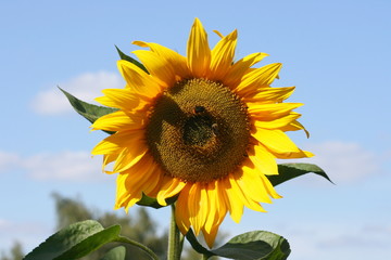 Sonnenblume  Sunflower