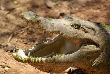 Fototapeta premium Bandia National Park Crocodile