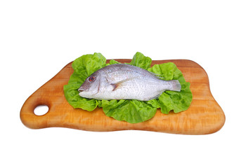 Dorade - Gilt head bream 15
