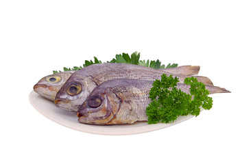 Dorade - Gilt head bream 16