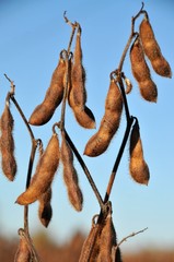 Soy beans in the field almost ready to harvest