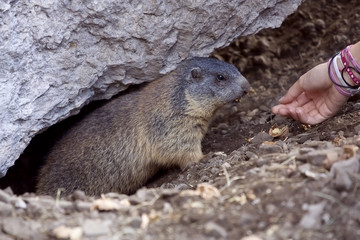 Marmot ( murmeltier )