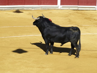 Plaza de toros de Toro (Zamora)