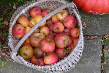 Frische Äpfel im Korb