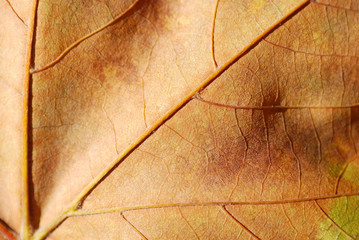 OTOÑO, MACRO, DETALLE, HOJA