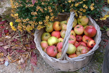 Frische Äpfel im Korb