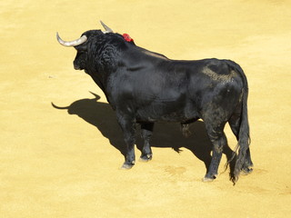 Corrida de toros