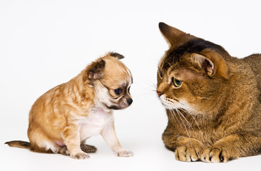 Cat and puppy of the chihuahua