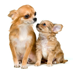 Obraz premium Dog of breed chihuahua and its puppy