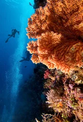 Wall murals Diving Divers by coral reef
