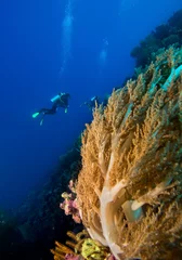 Tuinposter Divers by coral reef © frantisek hojdysz