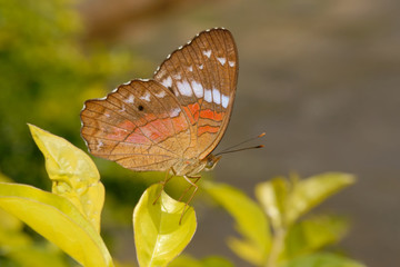 Obraz premium Anartia amathea