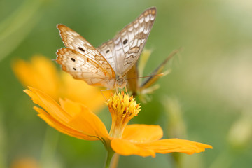 Anartia jatrophae linnaeus